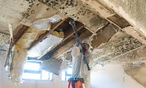 Why You Should Choose Our Mold Remediation Services in Ordway, CO